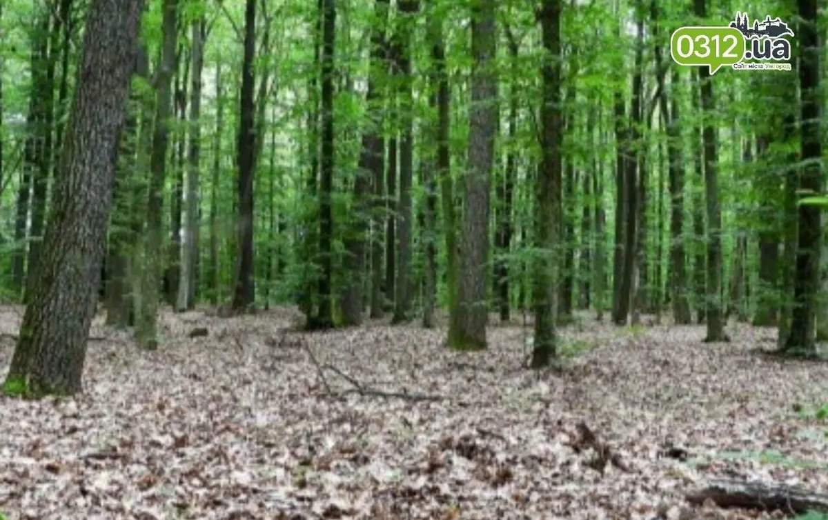 На Хустщині з річки дістали тіло грибника, якого кілька днів шукали