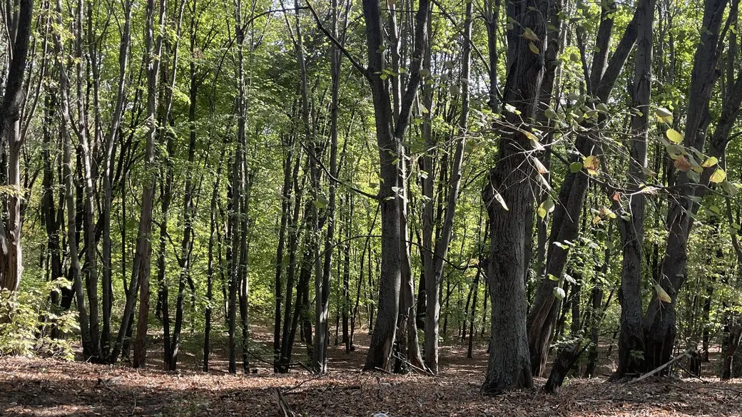 У лісі на Рахівщині знайшли тіло місцевого чоловіка: поліція відкрила справу