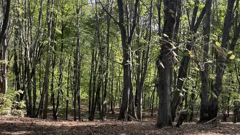 У лісі на Рахівщині знайшли тіло місцевого чоловіка: поліція відкрила справу