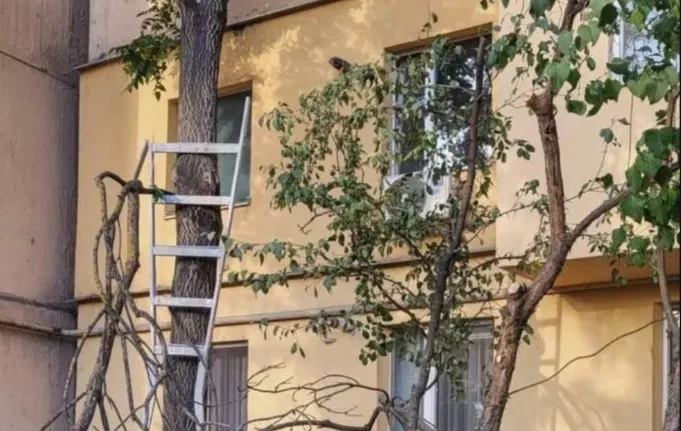 В Ужгороді на вулиці Чорновола чоловік загинув, упавши з дерева