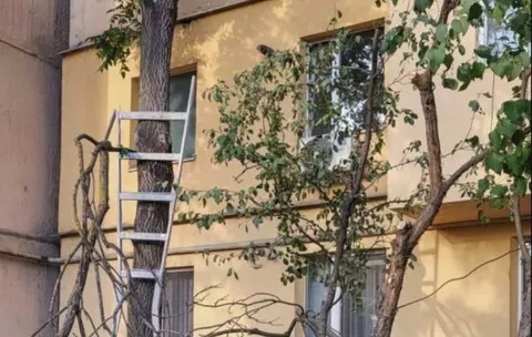 В Ужгороді на вулиці Чорновола чоловік загинув, упавши з дерева