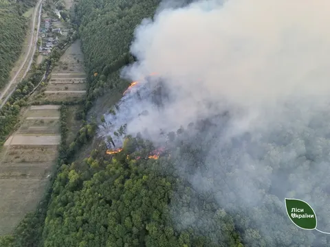 Під Мукачевом горів ліс: вогонь пройшов близько 7 гектарів