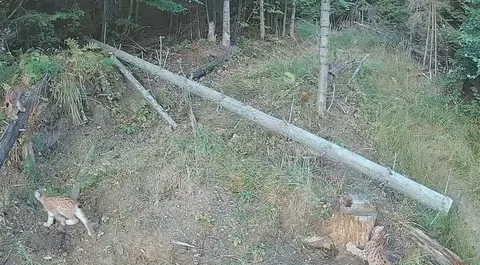 На Закарпатті в Гукливому помітили кількох рисей одночасно