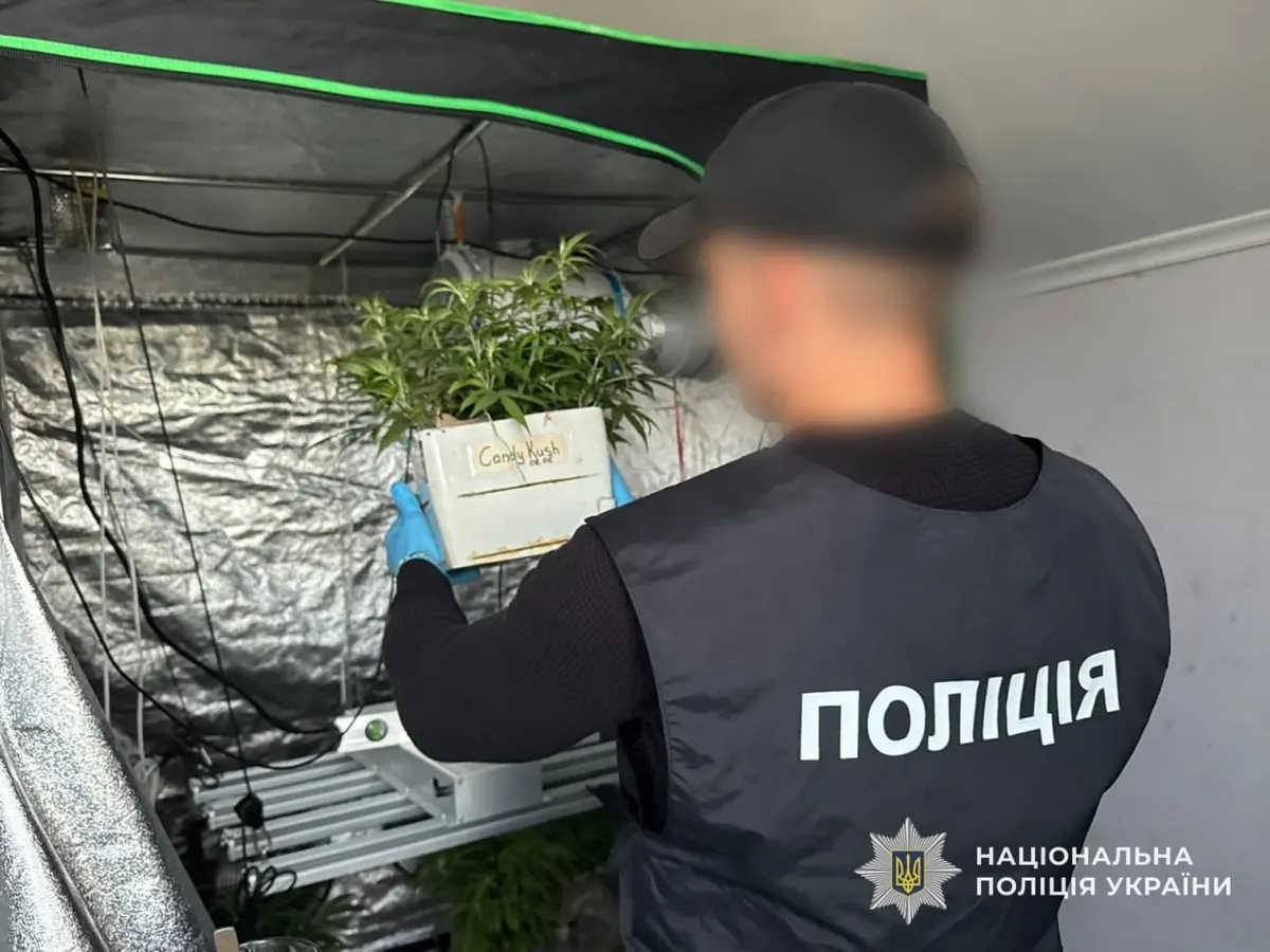 На Закарпатті викрили наркомережу: вилучили 246 кущів конопель і понад пів кіло канабісу