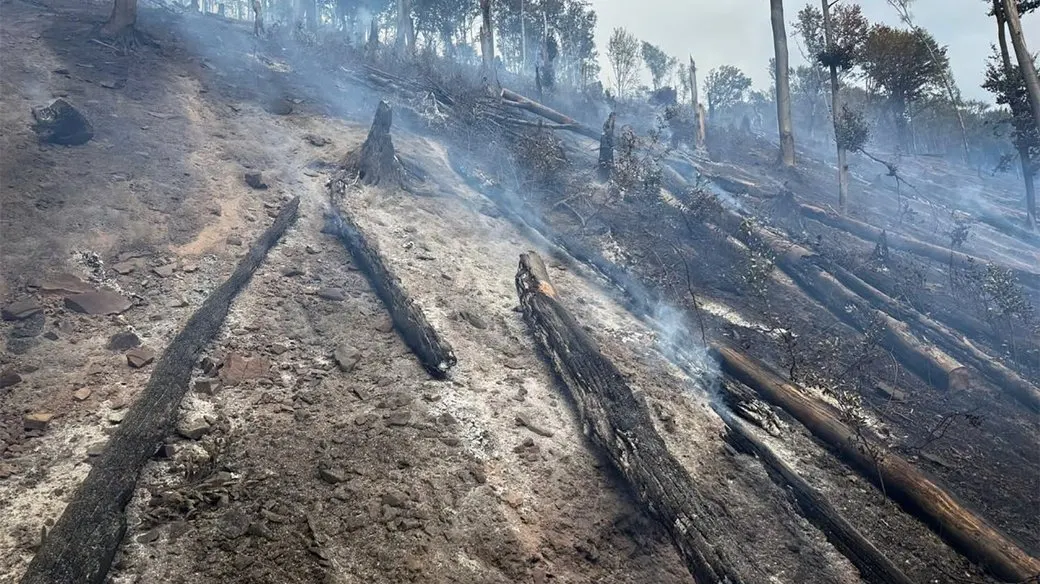 Пожежу біля Сасівки на Мукачівщині загасили: горіло 10,5 гектара