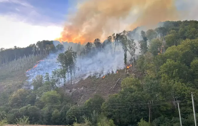 Під Мукачевом локалізували лісову пожежу на 7 гектарах