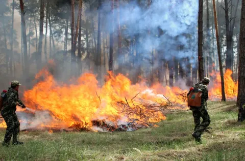 На Закарпатті 24–25 серпня оголошено надзвичайну пожежну небезпеку