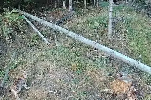 На Закарпатті біля села Гукливий помітили одразу кількох рисей