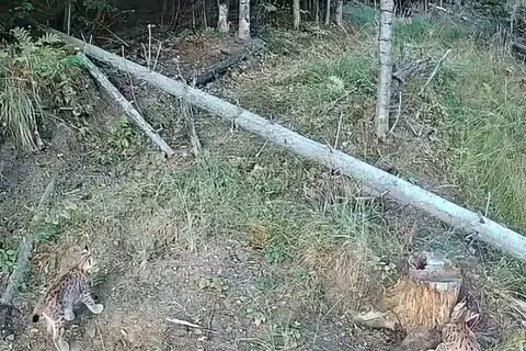 На Закарпатті у високогірному селі помітили кількох рідкісних рисей