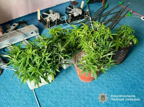На Закарпатті викрили шістьох осіб за вирощування та збут наркотиків