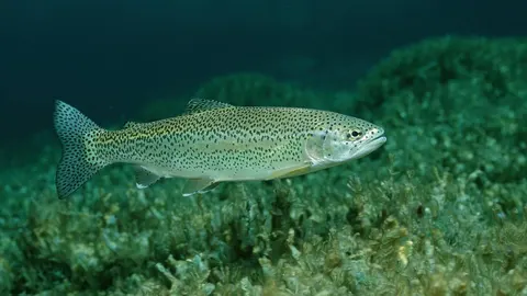 Майже 70 тисяч мальків форелі випустили у річки Закарпаття